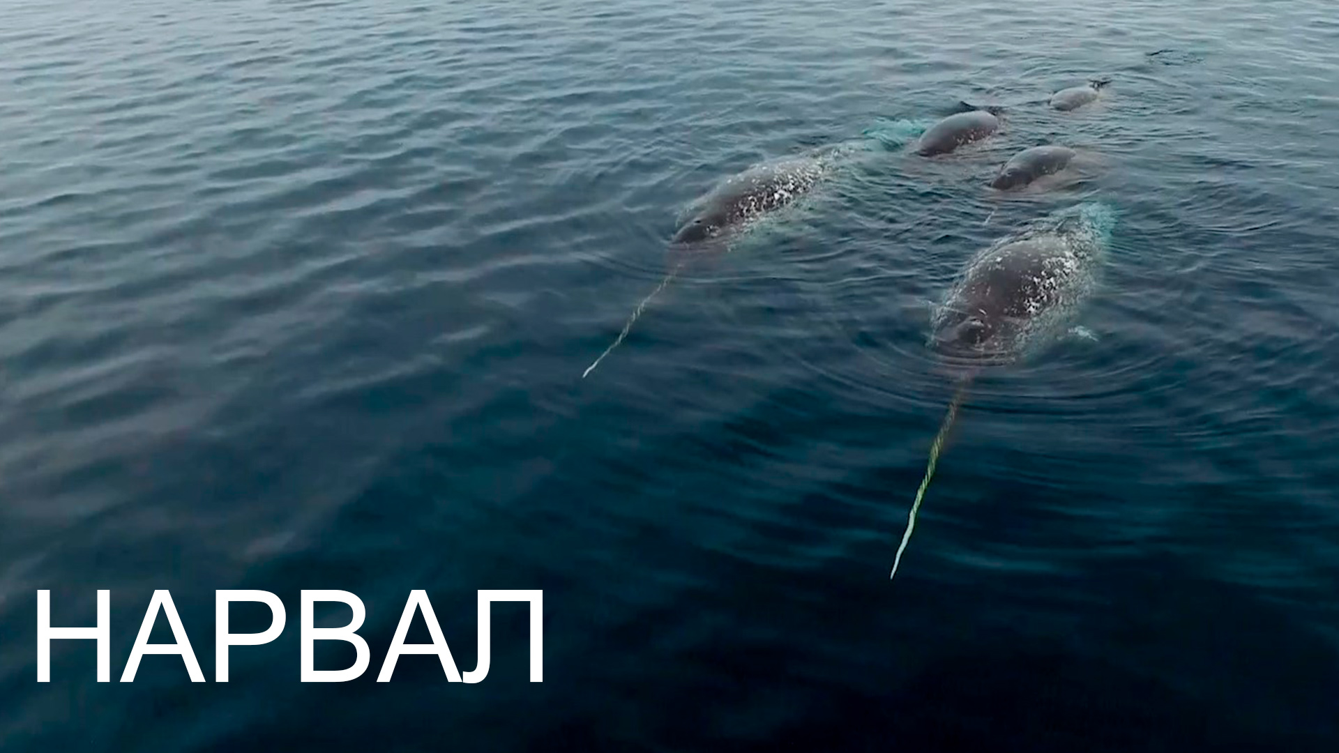 Нарвал или морской единорог